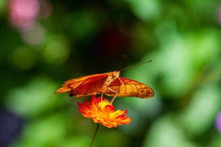 Vindula dejone, the Malay cruiser, butterfly from the family Nymphalidae found in Southeast Asia on orange flowersの写真素材