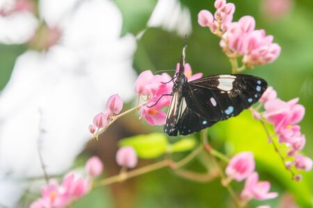 Blue and white brush-footed butterflies of the danainae family on plantの写真素材