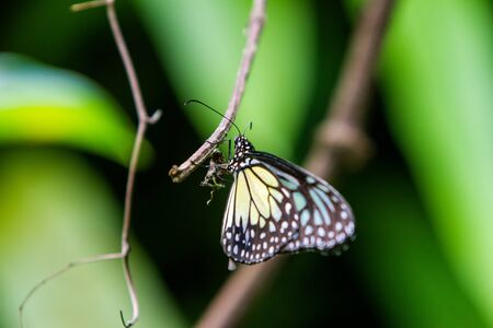 Ideopsis similis, Ceylon blue glassy tiger butterfly with blue green and yellow pattern on the wings