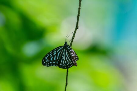 Blue and black Tirumala septentrionis, the dark blue tiger danaid butterfly in Southeast Asia