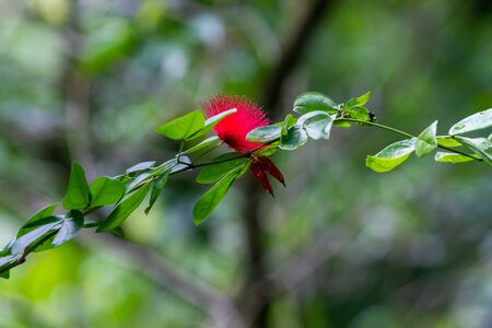 Calliandra haematocephala red flower puff in tropical garden