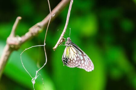 Ideopsis similis, Ceylon blue glassy tiger butterfly with blue green and yellow pattern on the wings