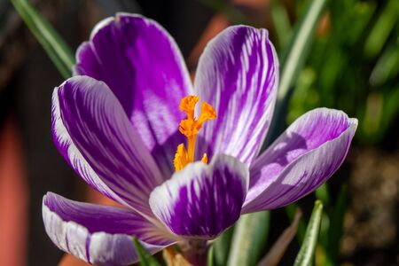 Violet crocus vernus (spring crocus, giant crocus) in a pot in spring settingの写真素材