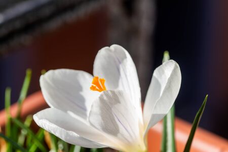 White crocus vernus (spring crocus, giant crocus) in a pot in spring settingの写真素材