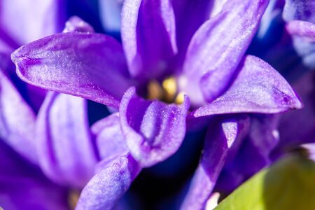 Hyacinthus bulbous, fragrant flowering plants in natural light in springの写真素材