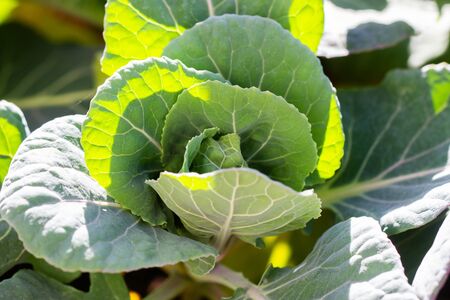 Close-up of Brussels sprout, of cabbages family (Brassica oleracea) in natural light in a pot on the terraceの写真素材