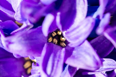 Hyacinthus bulbous, fragrant flowering plants in natural light in spring