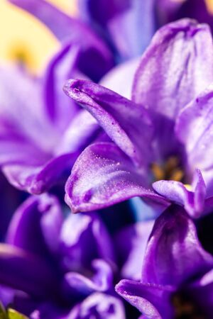Hyacinthus bulbous, fragrant flowering plants in natural light in springの写真素材