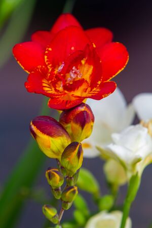 Close-up of freesia flowering plants on terrace pots, in natural lightの写真素材