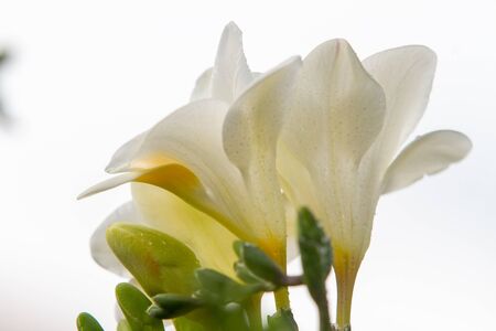 Close-up of freesia flowering plants on terrace pots, in natural lightの写真素材