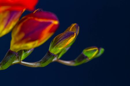 Close-up of freesia flowering plants on terrace pots, in natural lightの写真素材