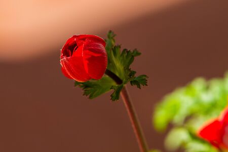 Red anemone coronaria flower bud, known as the poppy anemone, Spanish marigold, or windflower in...