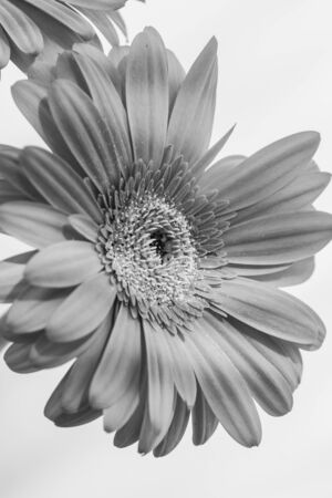 Bouquet of orange gerbera of the Asteraceae or Compositae family, commonly referred to as the aster, daisy, composite or sunflower family in black and whiteの写真素材