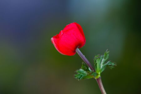 Red anemone coronaria, known as the poppy anemone, Spanish marigold, or windflower in natural lightの写真素材