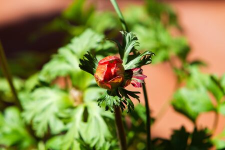 Flower buf of red anemone coronaria, known as the poppy anemone, Spanish marigold, or windflower in natural lightの写真素材