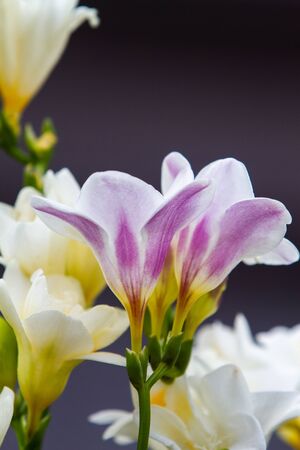 Violet and white freesia flowering plants on terrace pots, in natural lightの写真素材