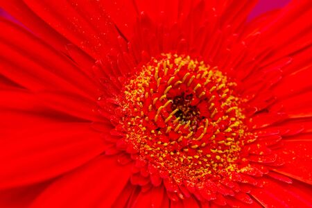 Bouquet of orange gerbera of the Asteraceae or Compositae family, commonly referred to as the aster, daisy, composite or sunflower family over magenta backgroundの写真素材