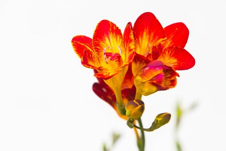 Close-up of red and yellow freesia flowering plants over white background, in natural lightの写真素材