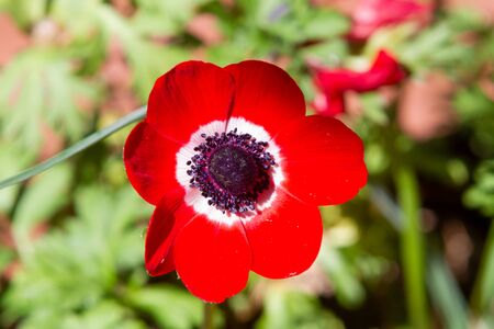 Red anemone coronaria, known as the poppy anemone, Spanish marigold, or windflower in natural lightの写真素材