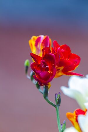 Close-up of red and yellow freesia flowering plants over cooper background, in natural lightの写真素材
