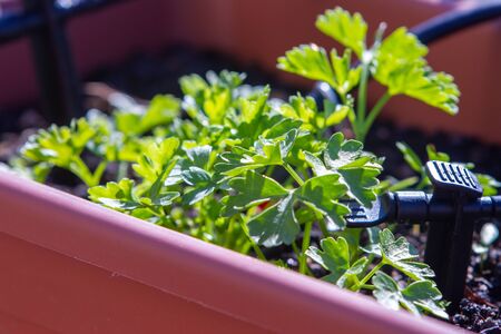 Parsley or garden parsley (Petroselinum crispum) ,  Mediterranean plant, cultivated as a herb, and a...