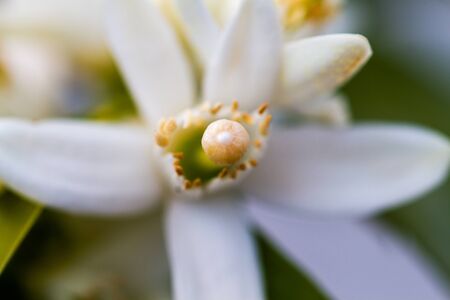 Orange blossom, the fragrant flowers of the Citrus sinensis (orange tree)の写真素材
