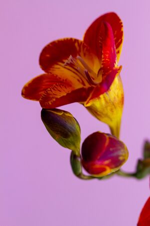 Red freesia flowering plants on terrace pots, in natural light over pink backgroundの写真素材