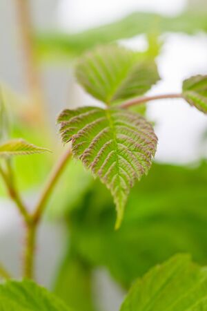 Details of the green leaves of a raspberry plant in a pot, in urban garden in natural light