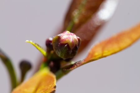 Macro image of buds of the blossom of potted lemon tree (Citrus limon)の写真素材