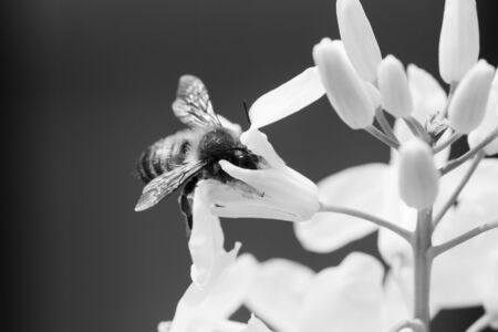 Close-up of Brussels sprouts yellow flowers, of cabbages family (Brassica oleracea) with bee on the petalsの写真素材