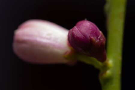Macro image of buds of the blossom of potted lemon tree (Citrus limon)