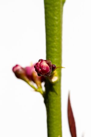 Macro image of buds of the blossom of potted lemon tree (Citrus limon)の写真素材