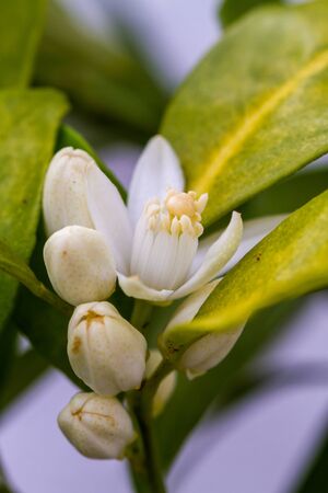 Orange blossom, the fragrant flowers of the Citrus sinensis (orange tree)の写真素材