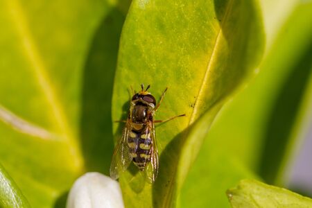 Orange blossom, the fragrant flowers of the Citrus sinensis (orange tree) with yellow wasp