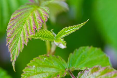 Details of the green leaves of a raspberry plant in a pot, in urban garden in natural light