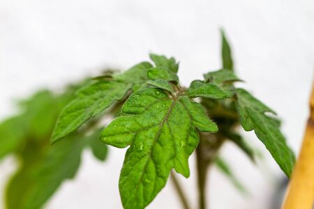 Close-up of tomato plants in the garden in natural lightの写真素材
