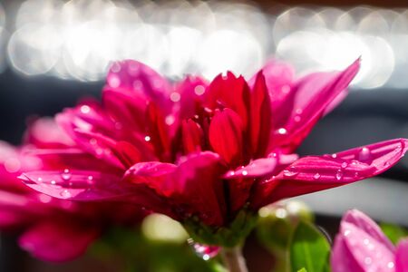 Red chrysanthemums flowering plants, also known as mums or chrysanths, in natural lightの写真素材