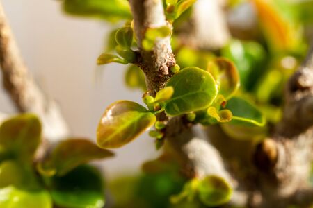 Nature rebirth with small ficus leaves emerging