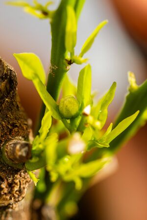 Macro image of buds of the blossom of potted lemon tree (Citrus limon)の写真素材