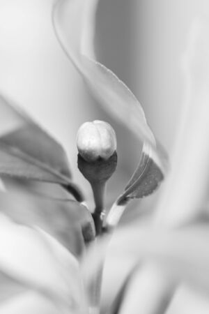 Macro image of buds of the blossom of potted lemon tree (Citrus limon)の写真素材