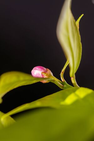 Macro image of buds of the blossom of potted lemon tree (Citrus limon)の写真素材