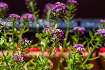 Violet Lobularia maritima flowers, known as Alyssum maritimum, sweet alyssum or sweet alisonの写真素材