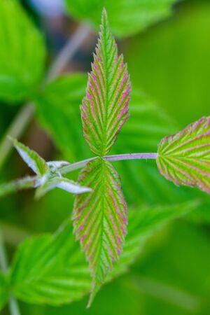 Details of the green leaves of a raspberry plant in a pot, in urban garden in natural light