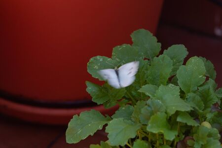 Kale or leaf cabbage, (Brassica oleracea) in a pot, grown for their edible leaves or used as ornamentalsの写真素材