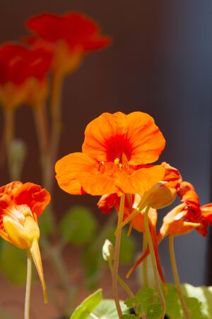Bee on orange flowers of Tropaeolum majus plant  (garden nasturtium, Indian cress, or monks cress) in a pot in natural lightの写真素材