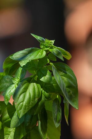 Fresh basil herb plants in a pot in natural setting, with trails of soil and dustの写真素材