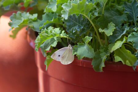 White butterfly on kale or leaf cabbage, (Brassica oleracea) in a pot, grown for their edible leaves or used as ornamentalsの写真素材
