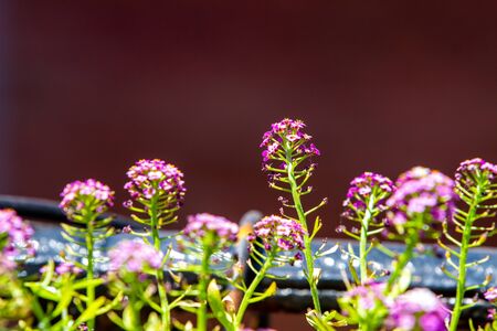 Violet Lobularia maritima flowers, known as Alyssum maritimum, sweet alyssum or sweet alisonの写真素材