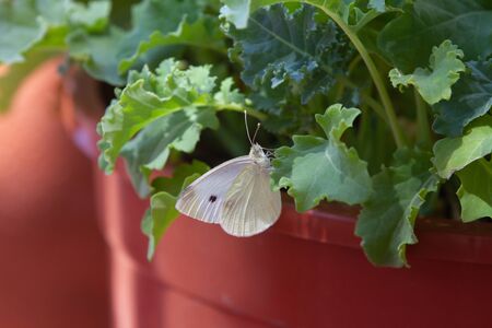 White butterfly on kale or leaf cabbage, (Brassica oleracea) in a pot, grown for their edible leaves or used as ornamentalsの写真素材
