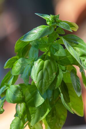 Fresh basil herb plants in a pot in natural setting, with trails of soil and dustの写真素材